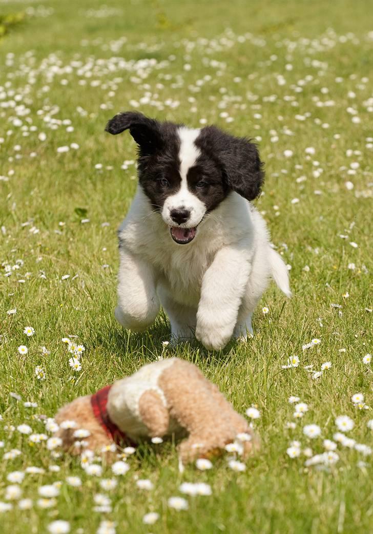 Landseer Nana billede 2