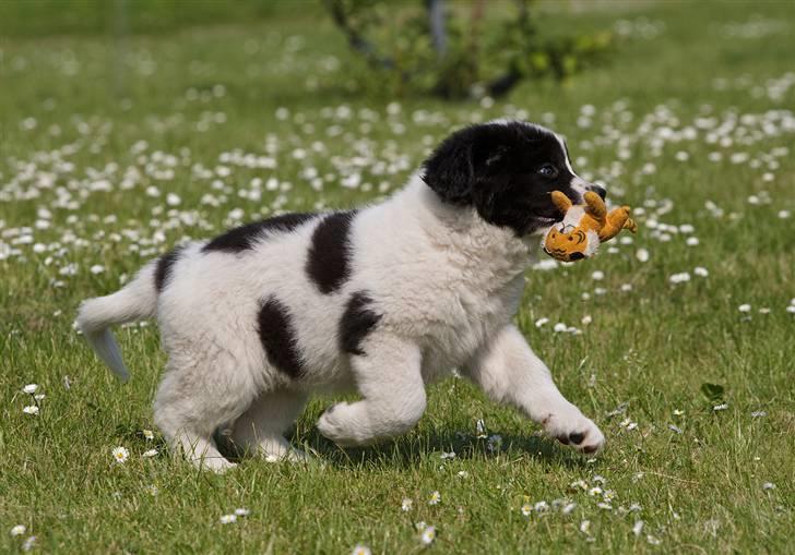 Landseer Nana billede 3