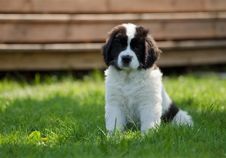 Landseer Nana billede 4