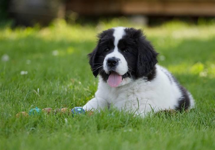 Landseer Nana billede 5