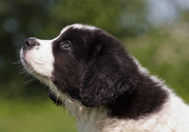 Landseer Nana billede 6