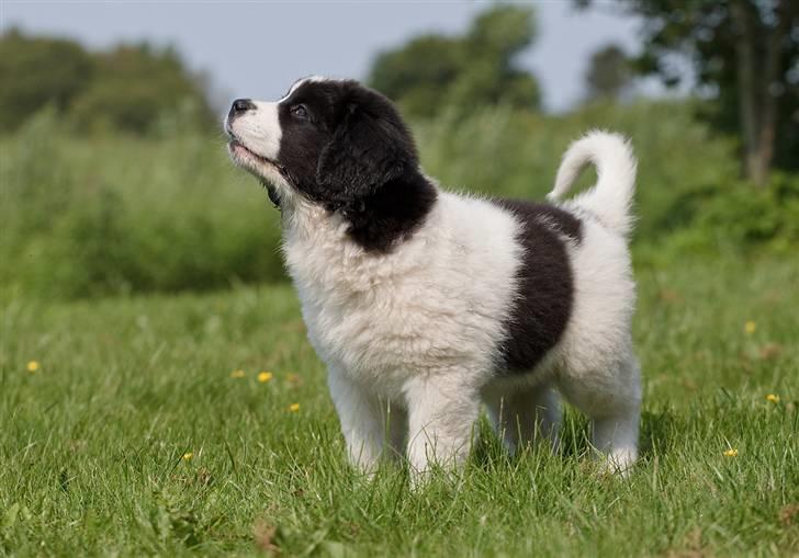Landseer Nana billede 7