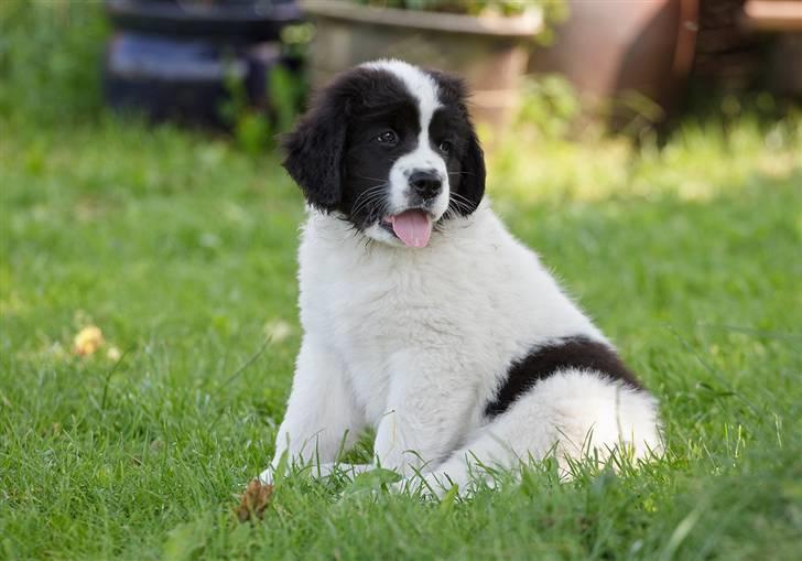 Landseer Nana billede 8