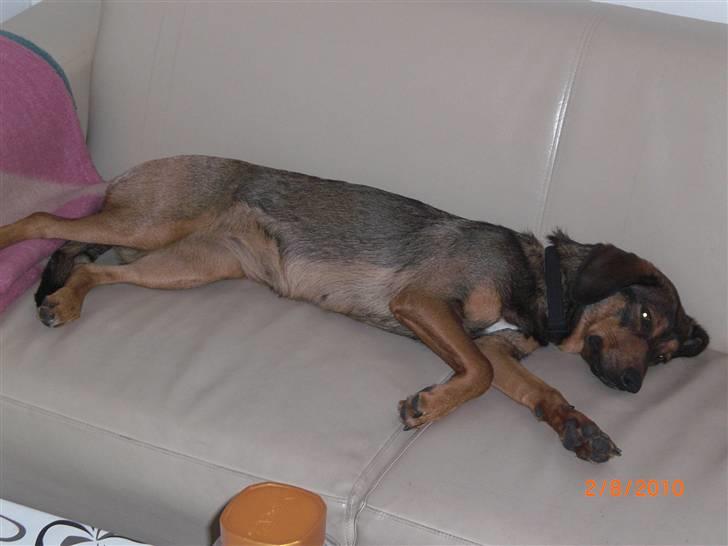 Blanding af racer Ida -  R.I.P <3 <3 <3 <3 billede 8