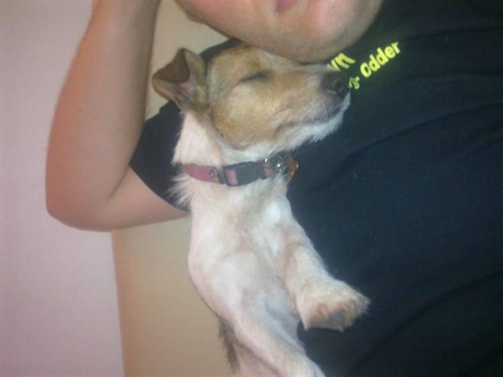 Jack russell terrier Tweety - dejligt at sove på maven af far! billede 9