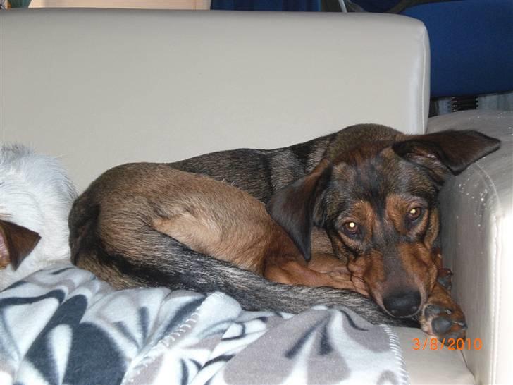 Blanding af racer Ida -  R.I.P <3 <3 <3 <3 billede 13