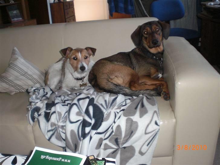 Jack russell terrier Tweety - Dejligt endelig at have fået en lillesøster at putte med! billede 11