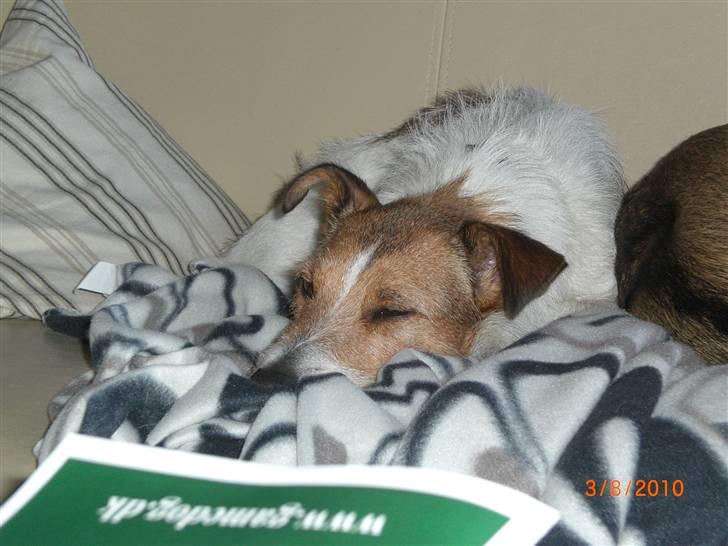 Jack russell terrier Tweety - Træt efter at have jagtet bold i haven! billede 12