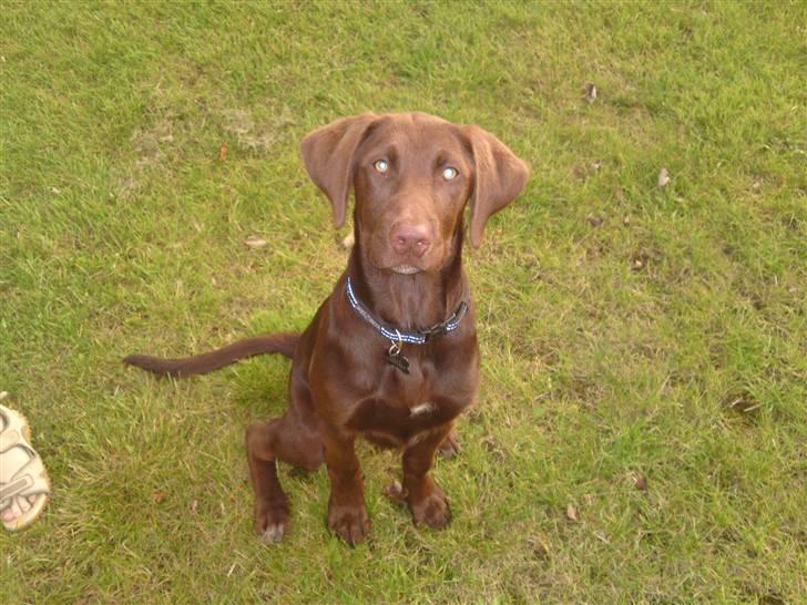 Blanding af racer Jolly, labrador/collie billede 1