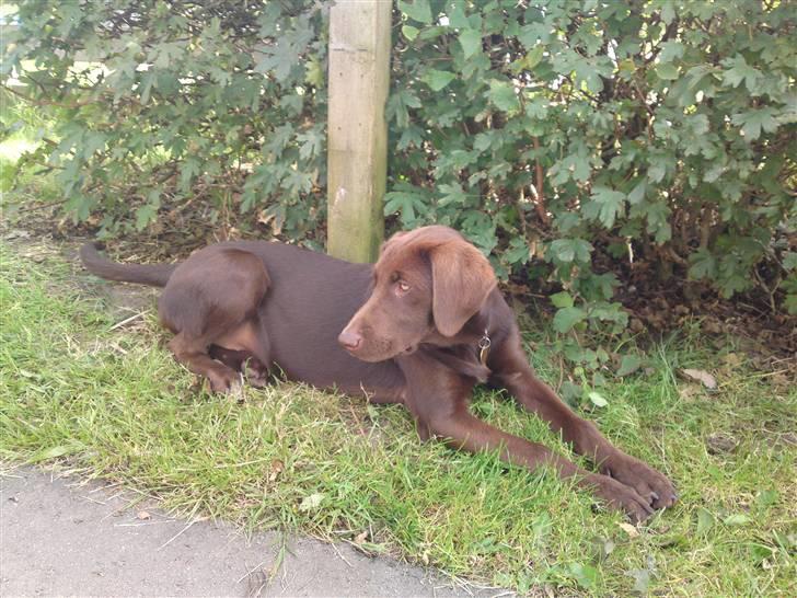 Blanding af racer Jolly, labrador/collie billede 2