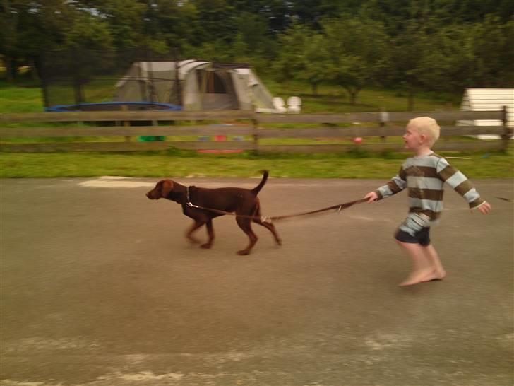 Blanding af racer Jolly, labrador/collie billede 3