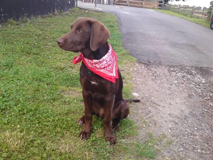 Blanding af racer Jolly, labrador/collie billede 4