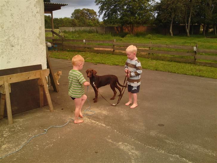 Blanding af racer Jolly, labrador/collie billede 5