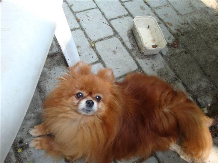 Pomeranian Topsys Rødtop - på terrassen nyder livet.... er hun ikke bare flot i farven. billede 5
