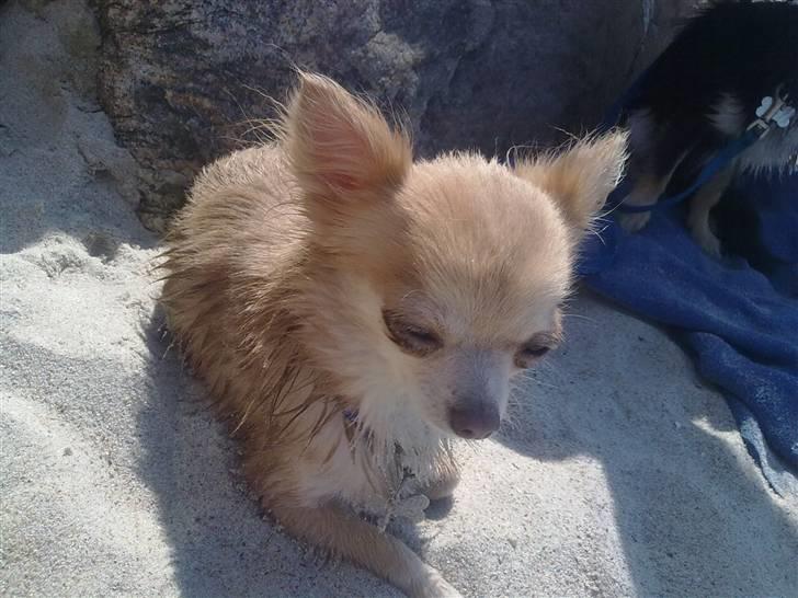 Chihuahua R.I.P MILO. Puccini de la mariposa bonita - sommer 2010, ved strand, halvvåd Milo billede 4