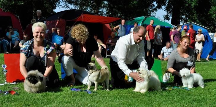 Mops Must Have Angelina Jolie - Angelina 5 mdr. og BIS2-baby på Kss grenå.  billede 14