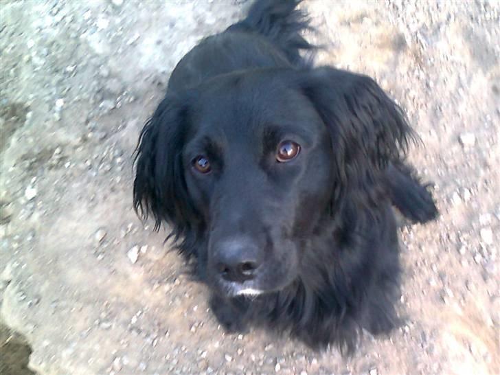 Blanding af racer Molly billede 1