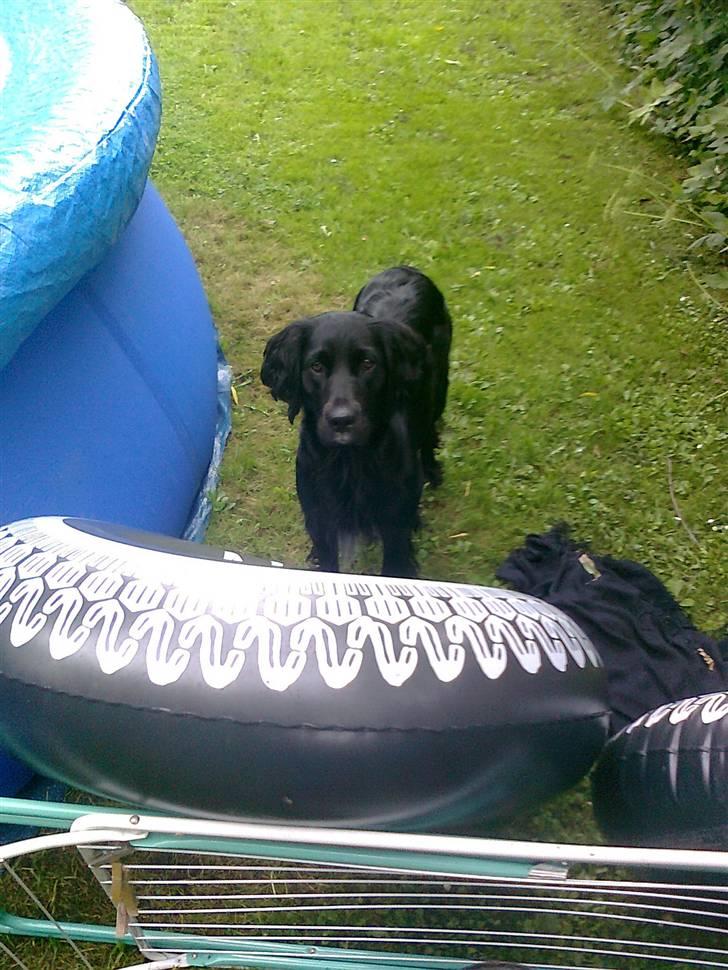 Blanding af racer Molly billede 2