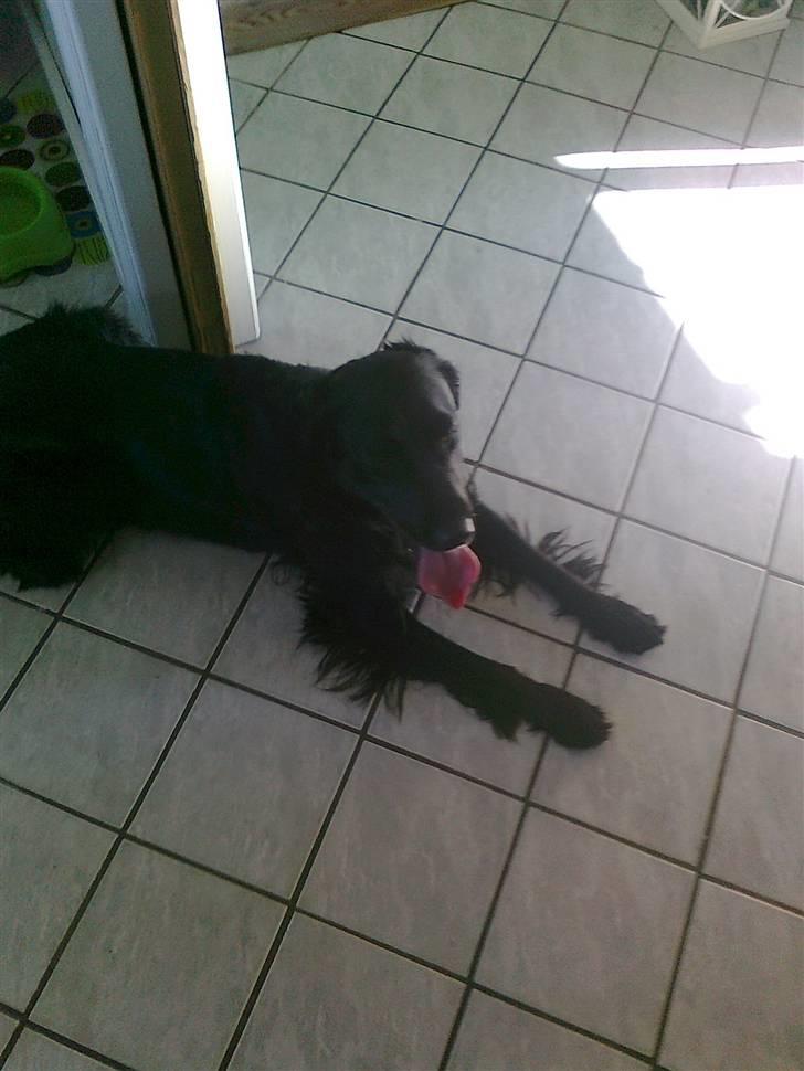 Blanding af racer Molly - En mega varm sommerdag  billede 3