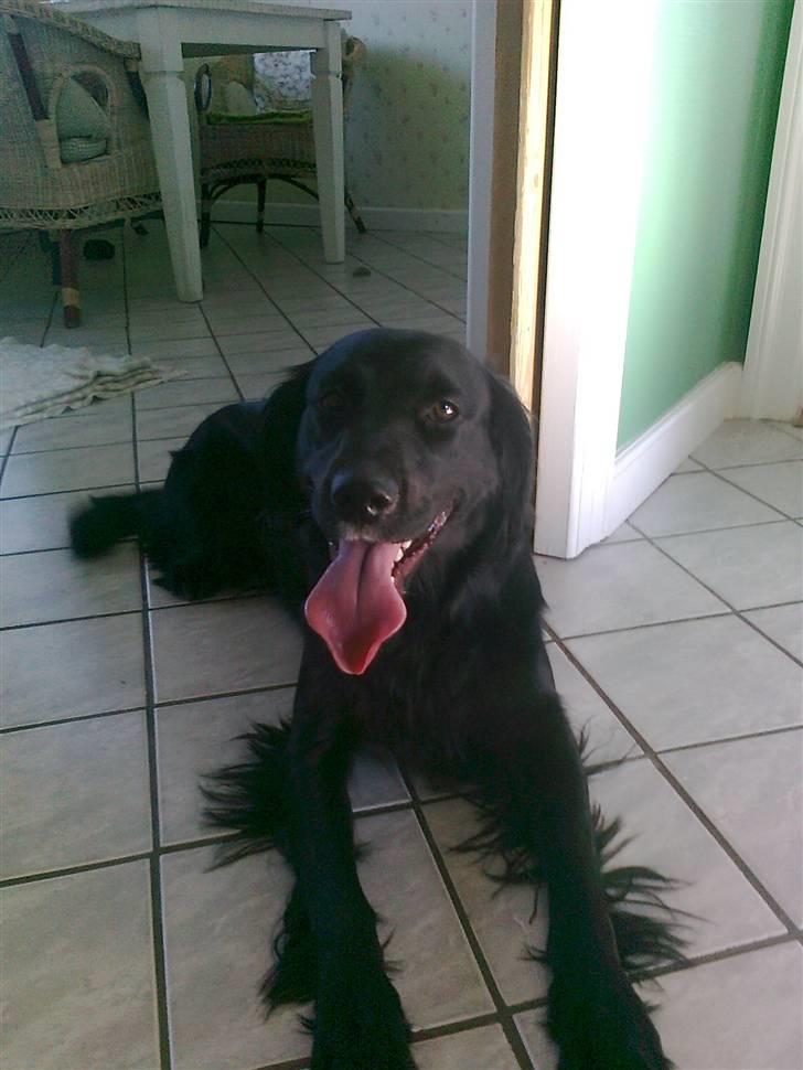 Blanding af racer Molly - Har lige været ude og lege med Ronaldo Varmt! billede 4