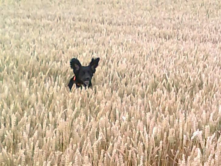 Blanding af racer Molly - Ude og løbe på makerne hun elsker det (hun er jo også jagthund) hihi billede 5