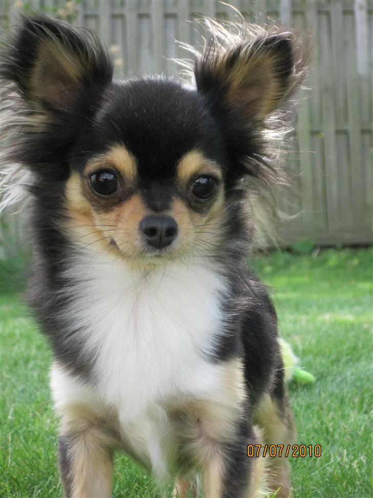 Chihuahua Nico billede 12