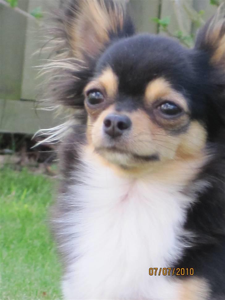 Chihuahua Nico billede 13