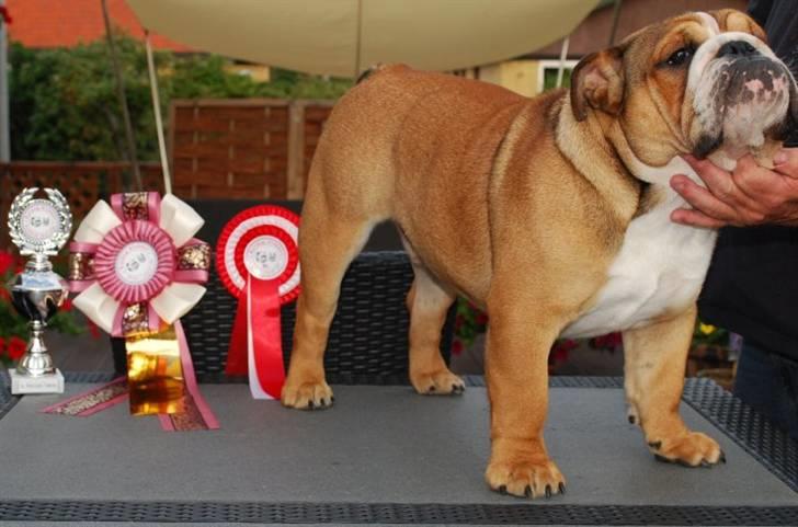 Engelsk bulldog  Asger - Best puppie male and best puppie billede 13