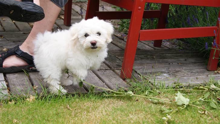 Bichon havanais Gydegaard's Magnus - Velkommen til Magnus´ profil :D billede 1