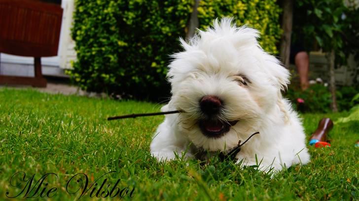 Bichon havanais Gydegaard's Magnus - Syntes det er en sjovt billede! billede 2