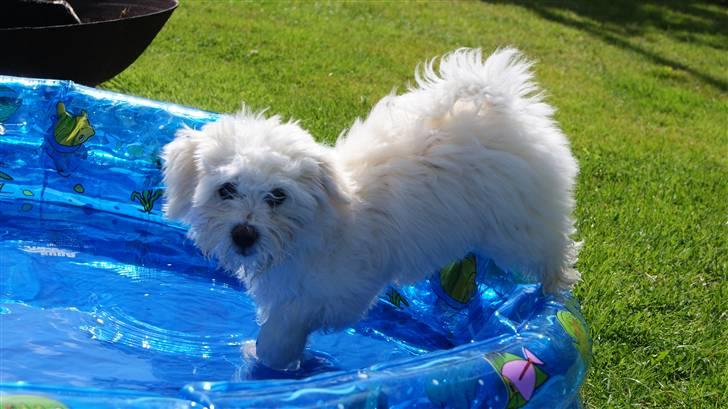 Bichon havanais Gydegaard's Magnus - Magnus i hans eget lille private badebasin :D billede 3