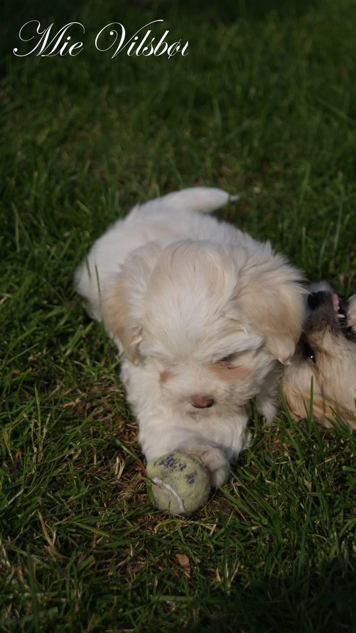 Bichon havanais Gydegaard's Magnus - Magnus næsten 8 uger gammel hjemme ved hans opdrætter. billede 4