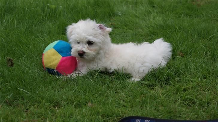 Bichon havanais Gydegaard's Magnus - En bold vi fik, som han er meget glad for. billede 5