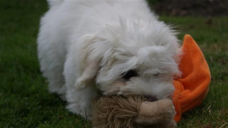 Bichon havanais Gydegaard's Magnus - Magnus ude i haven billede 6