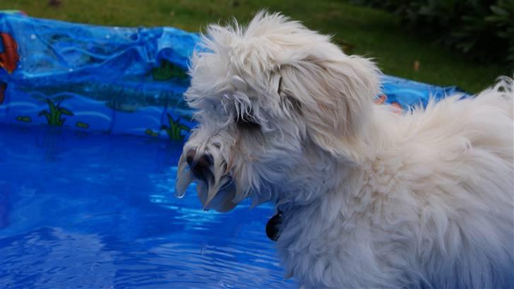 Bichon havanais Gydegaard's Magnus - Hans badebasin. billede 7