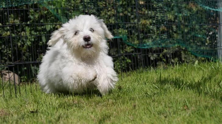 Bichon havanais Gydegaard's Magnus billede 8