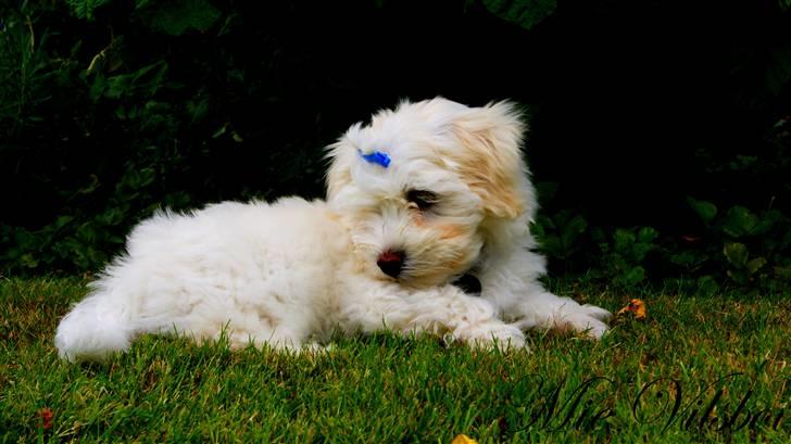 Bichon havanais Gydegaard's Magnus - Smukke Magnus! billede 9