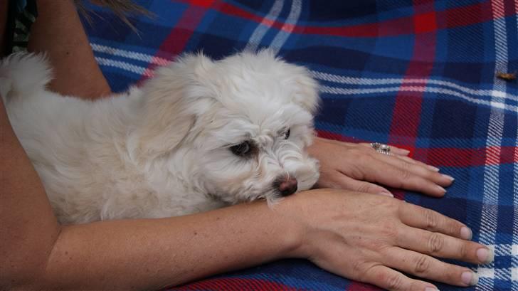 Bichon havanais Gydegaard's Magnus - Her hygger han sig med min mor. billede 10