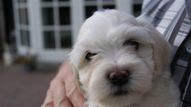 Bichon havanais Gydegaard's Magnus - Magnus, ikke særlig gammel. billede 11