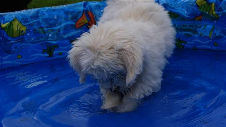 Bichon havanais Gydegaard's Magnus - Igen i badebasinet. billede 12