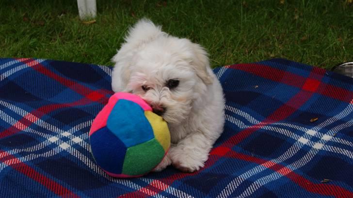 Bichon havanais Gydegaard's Magnus billede 13