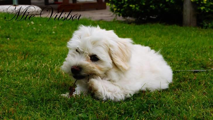 Bichon havanais Gydegaard's Magnus - Han elsker at bide! billede 14