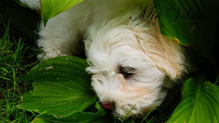 Bichon havanais Gydegaard's Magnus - Magnus ligger i planterne. billede 15