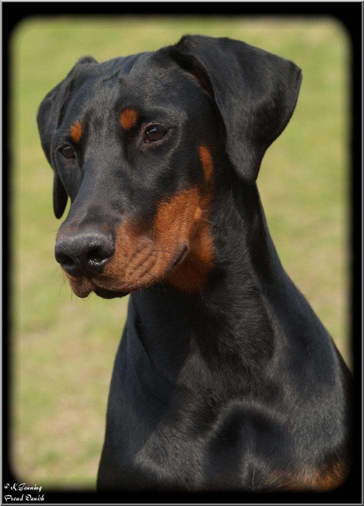 Dobermann Proud Danish Cool Casio billede 2