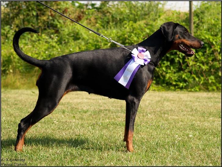 Dobermann Proud Danish Cool Casio billede 3