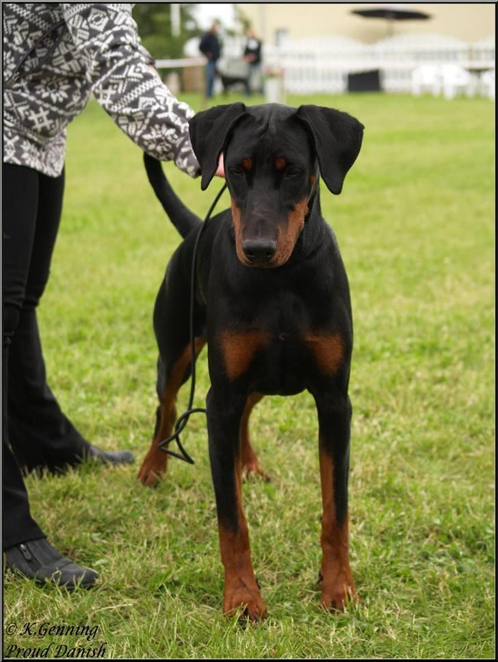 Dobermann Proud Danish Cool Casio billede 4