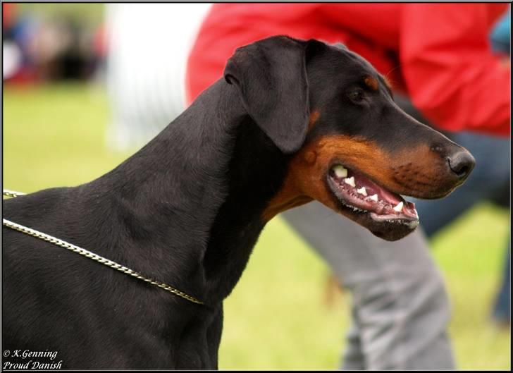Dobermann Proud Danish Cool Casio billede 5