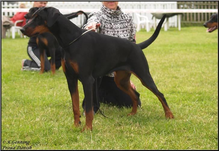 Dobermann Proud Danish Cool Casio billede 6