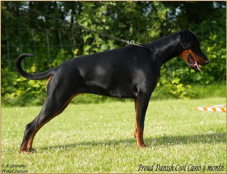 Dobermann Proud Danish Cool Casio billede 7