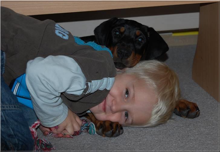 Dobermann Proud Danish Cool Casio billede 8